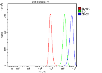 DDX3/DDX3X Rabbit Polyclonal Antibody