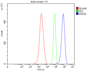 DDX3/DDX3X Rabbit Polyclonal Antibody