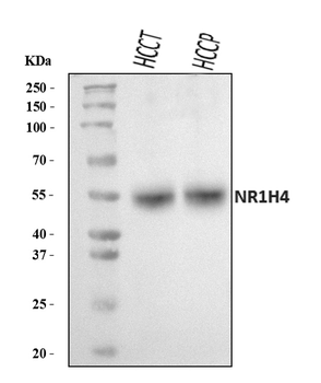 Bile Acid Receptor NR1H4 Rabbit Polyclonal Antibody