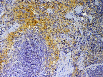 PF4 Rabbit Polyclonal Antibody
