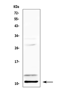 PF4 Rabbit Polyclonal Antibody