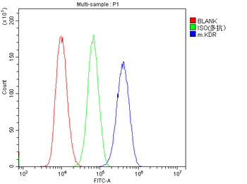 VEGF Receptor 2/Kdr Rabbit Polyclonal Antibody