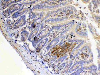 IL12A Rabbit Polyclonal Antibody