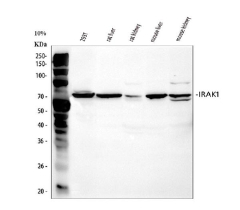 IRAK/IRAK1 Rabbit Polyclonal Antibody