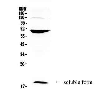 CD40L/CD40LG Rabbit Polyclonal Antibody