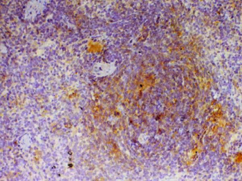 CD40L/Cd40lg Rabbit Polyclonal Antibody
