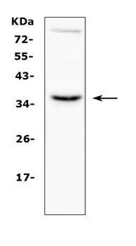 CD40L/Cd40lg Rabbit Polyclonal Antibody