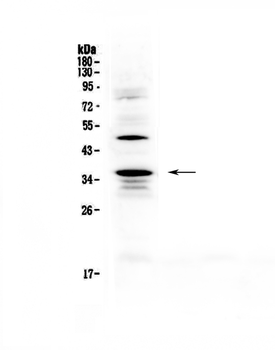 CD40L/Cd40lg Rabbit Polyclonal Antibody