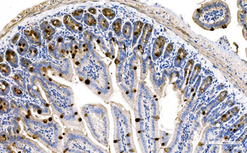 MUC2 Rabbit Polyclonal Antibody