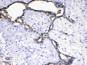 SCF/KITLG Rabbit Polyclonal Antibody