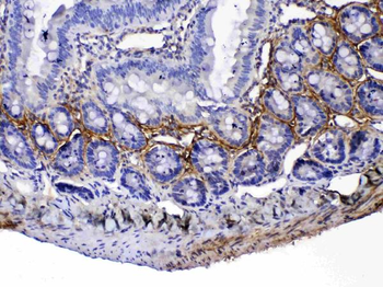 Periostin/Postn Rabbit Polyclonal Antibody