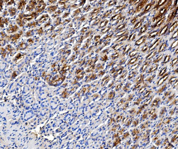 Estrogen Inducible Protein pS2/Tff1 Rabbit Polyclonal Antibody