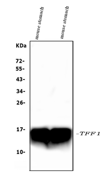 Estrogen Inducible Protein pS2/Tff1 Rabbit Polyclonal Antibody