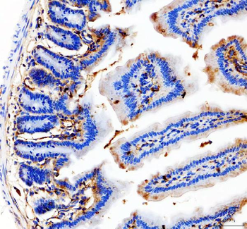 CD31/Pecam1 Rabbit Polyclonal Antibody