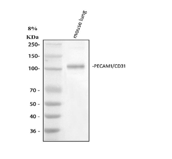CD31/Pecam1 Rabbit Polyclonal Antibody