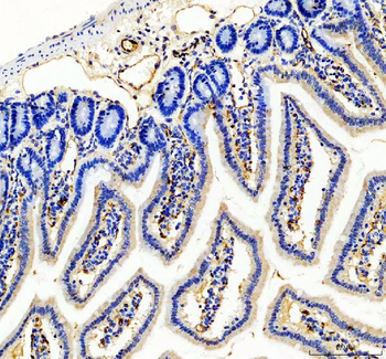 CD31/Pecam1 Rabbit Polyclonal Antibody