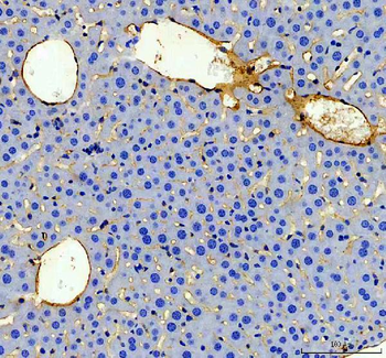 CD31/Pecam1 Rabbit Polyclonal Antibody