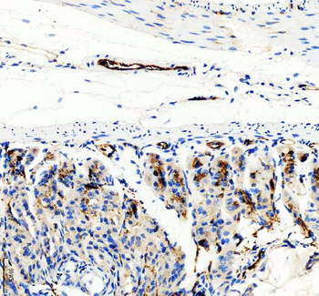 CD31/Pecam1 Rabbit Polyclonal Antibody