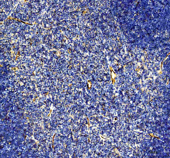 CD31/Pecam1 Rabbit Polyclonal Antibody