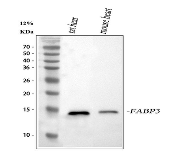 Cardiac FABP/Fabp3 Rabbit Polyclonal Antibody