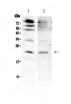 KGF/Fgf7 Rabbit Polyclonal Antibody