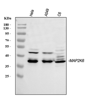 MEK6/MAP2K6 Rabbit Polyclonal Antibody