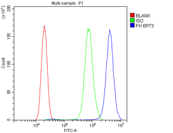 FH Rabbit Polyclonal Antibody