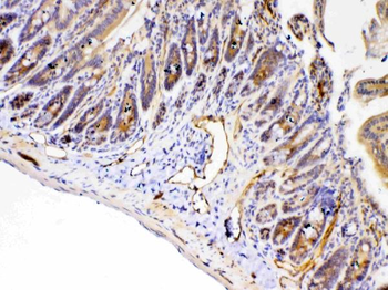 PPID Rabbit Polyclonal Antibody