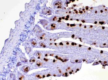 CD252/Tnfsf4 Rabbit Polyclonal Antibody