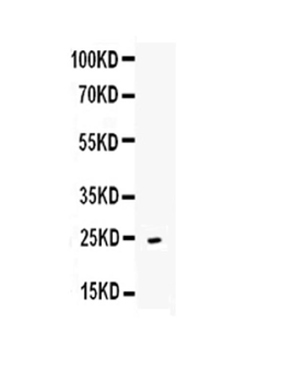 CD252/Tnfsf4 Rabbit Polyclonal Antibody