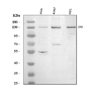 Exportin-5/XPO5 Rabbit Polyclonal Antibody