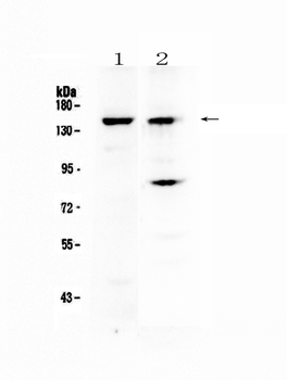 FBXL11/KDM2A Rabbit Polyclonal Antibody