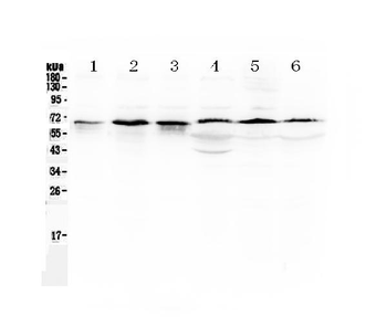TRAF5 Rabbit Polyclonal Antibody