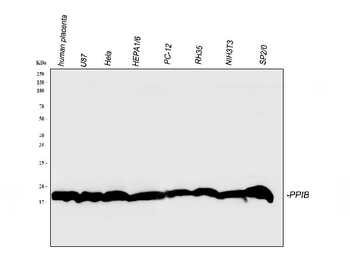 Cyclophilin B/PPIB Rabbit Polyclonal Antibody