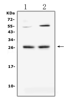 LIGHT/Tnfsf14 Rabbit Polyclonal Antibody