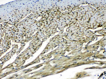 Laminin/Lamc1/Lamc2/Lamc3 Rabbit Polyclonal Antibody