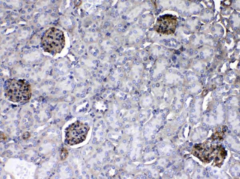 Laminin/Lamc1/Lamc2/Lamc3 Rabbit Polyclonal Antibody