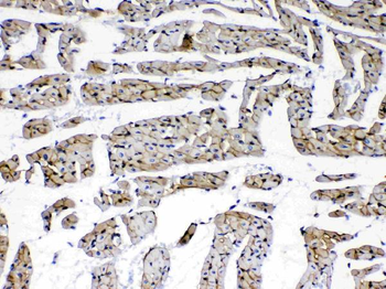 Laminin/Lamc1/Lamc2/Lamc3 Rabbit Polyclonal Antibody