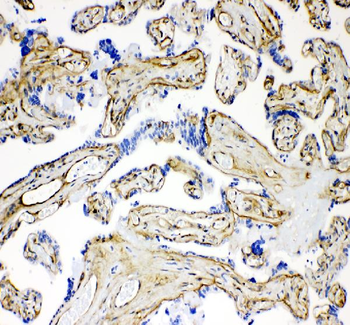 Laminin Rabbit Polyclonal Antibody