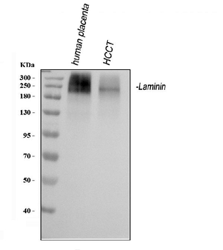 Laminin Rabbit Polyclonal Antibody
