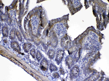 Cytochrome C/Cycs Rabbit Polyclonal Antibody