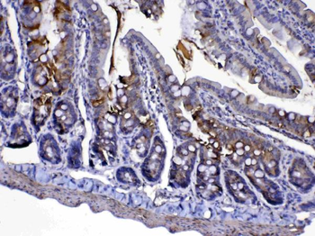 Cytochrome C/Cycs Rabbit Polyclonal Antibody