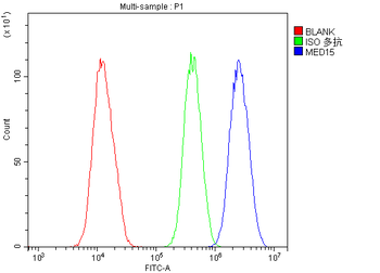 MED15 Rabbit Polyclonal Antibody