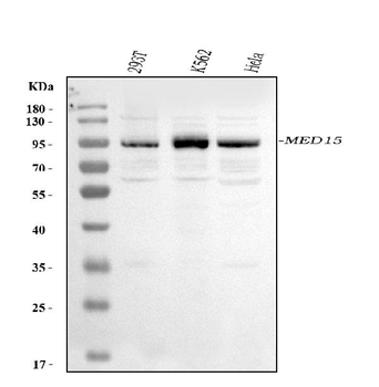 MED15 Rabbit Polyclonal Antibody