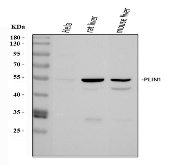 Perilipin A/PLIN1 Rabbit Polyclonal Antibody