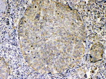 TNFSF18 Rabbit Polyclonal Antibody
