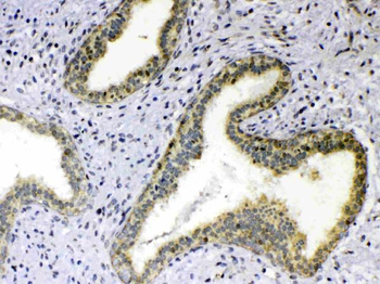TNFSF18 Rabbit Polyclonal Antibody