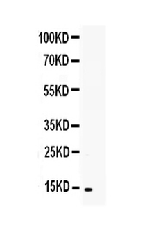 TNFSF18 Rabbit Polyclonal Antibody
