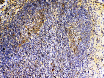 VEGFB Rabbit Polyclonal Antibody