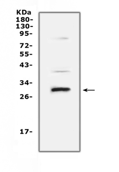 VEGFB Rabbit Polyclonal Antibody